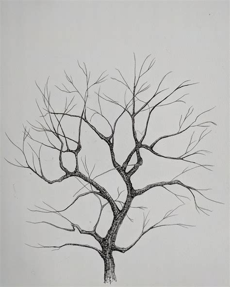 Tree Drawing Without Leaves at GetDrawings Free download