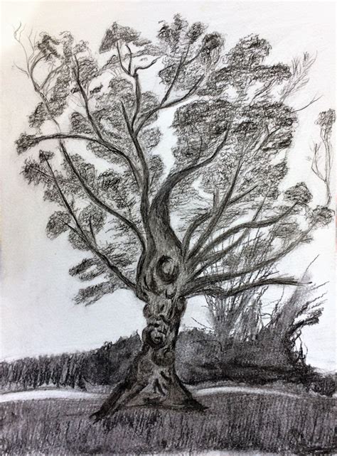 Trees With Charcoal Drawing at GetDrawings Free download