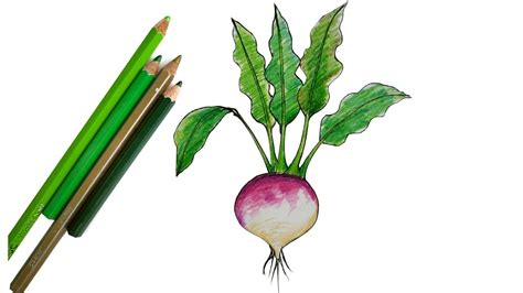 how to draw a Turnip step by step (very easy) art video