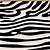 how to draw zebra stripes step by step