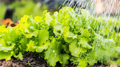 Watering Lettuce Seedling stock image. Image of hose 35084195