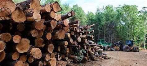 How to Find Timber and Logging Companies Near Me
