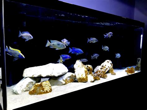 African Cichlids Care Guide and Tank Setup