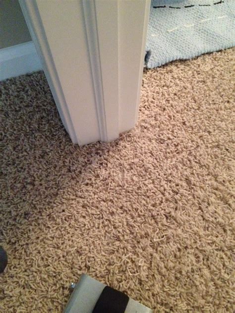 How To Fix Carpet From Cat Scratches