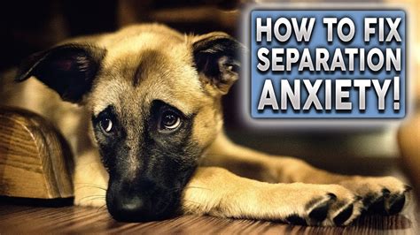 how to fix dog anxiety
