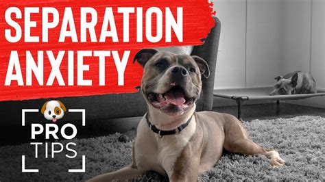 how to fix separation anxiety in dogs