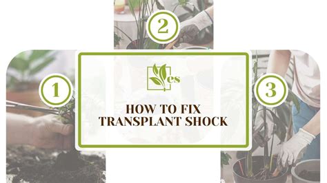 how to fix transplant shock