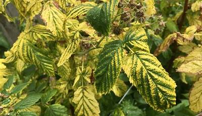 How To Fix Yellow Leaves On Garden Plants