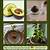 how to germinate avocado seed