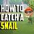 how to get a sea snail in animal crossing