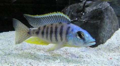 How To Change The Color Of Your African Cichlids YouTube