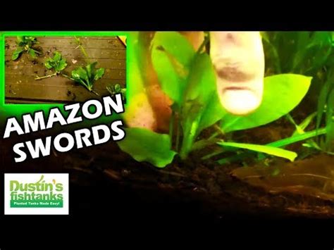 Amazon Sword Runners Day 2 YouTube