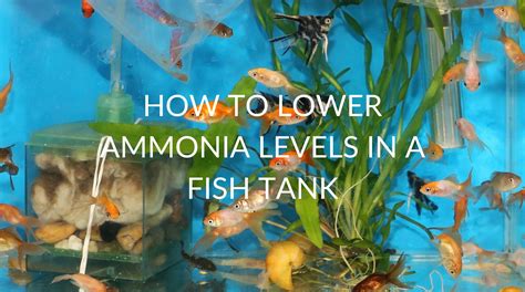 How To Lower Ammonia Levels In A Fish Tank [10 Effective Ways]