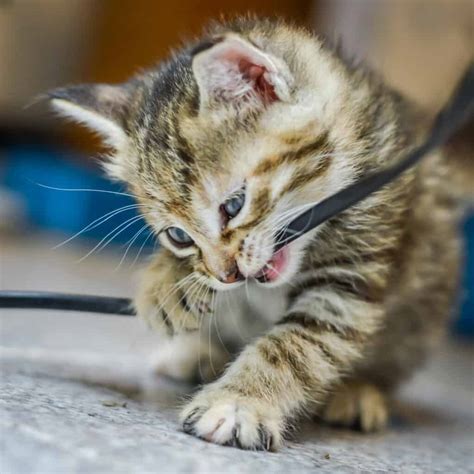 How To Get Cats To Stop Chewing Cords