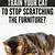 how to get cats to stop scratching furniture