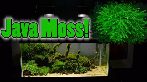 How to make Java Moss EXPLODE in your fish tank! YouTube