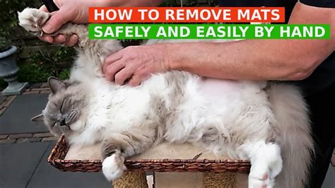 How To Get Mats Out Of Long Hair Cats