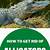 how to get rid of alligators in a pond