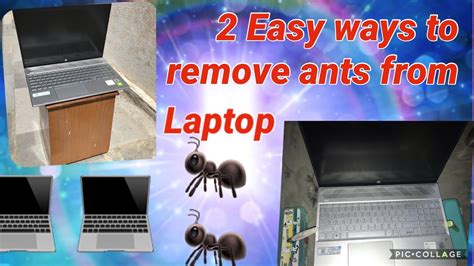 11 Tips To Get Rid Of Ants Forever