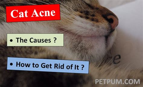 how to get rid of cat acne