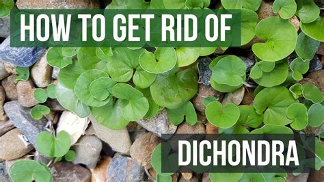 Dichondra Better Homes & Gardens