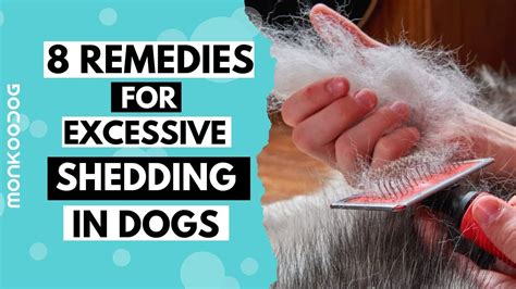 How To Get Rid Of Dog Shedding Hair