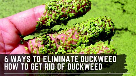 Removing duckweed from a pond YouTube