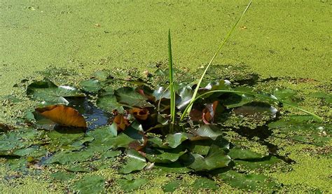 Stepbystep how to easily get rid of duckweed and keep it under