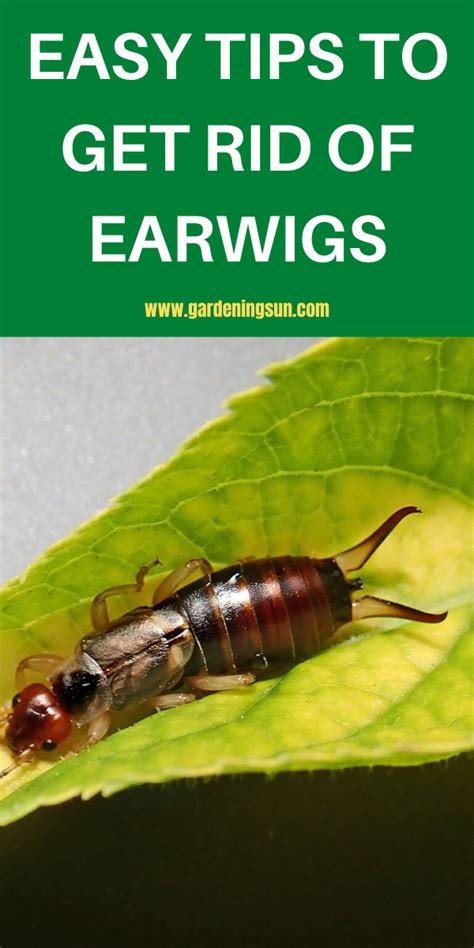 How To Get Rid Of Earwigs Inside Home
