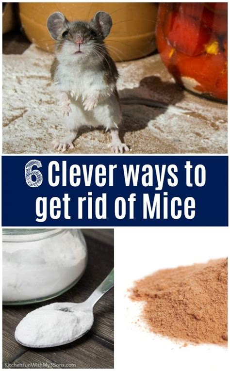 How To Get Rid Of Field Mice In Garage Dandk Organizer