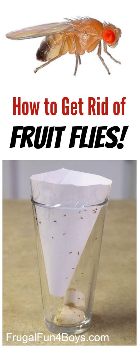 How To Get Rid of Fruit Flies (DIY Fly Trap) l Kitchen Fun With My 3 Sons