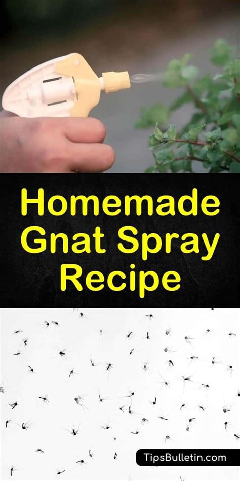 13+ Creative Ways to Get Rid of Fungus Gnats Garden pest control