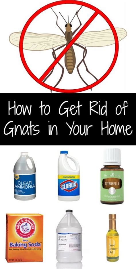 Read more about the article How To Get Rid Of Gnats: A Complete Guide