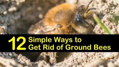 How To Get Rid Of Ground Bees? DejaVU Gardenings