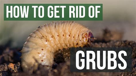 How to Get Rid of Grubs Kill Grub Worms Naturally Grub worms