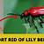 how to get rid of lilly pilly beetle