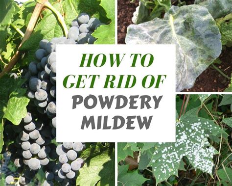 Treating Powdery Mildew with Vinegar Powdery mildew treatment