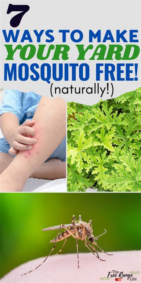 How to Safely Kill Mosquitoes In Your Yard Tyrant Farms