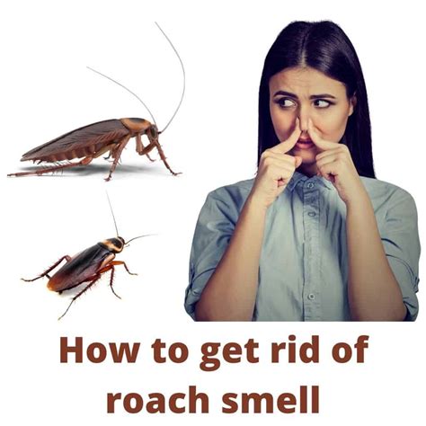 14 Ways on how to get rid of roaches naturally and fast