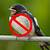 how to get rid of swallows australia