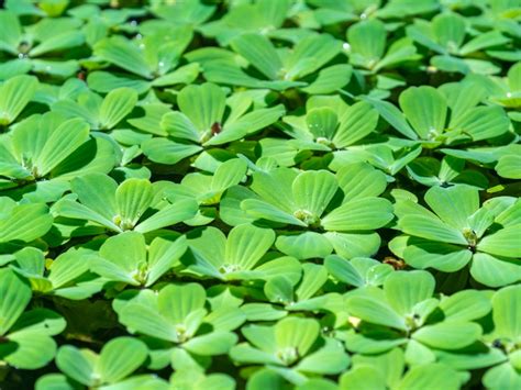 Water lettuce Powerful Remedy for infectious venereal diseases PlantTube