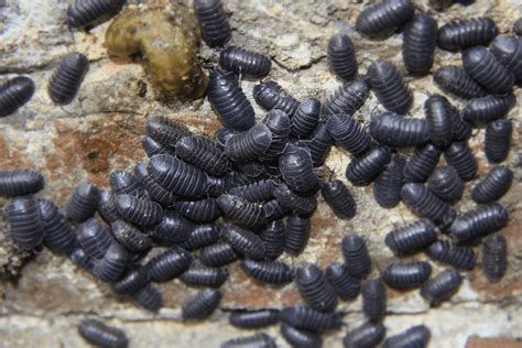 How to Identify and Get Rid of Woodlice In the House