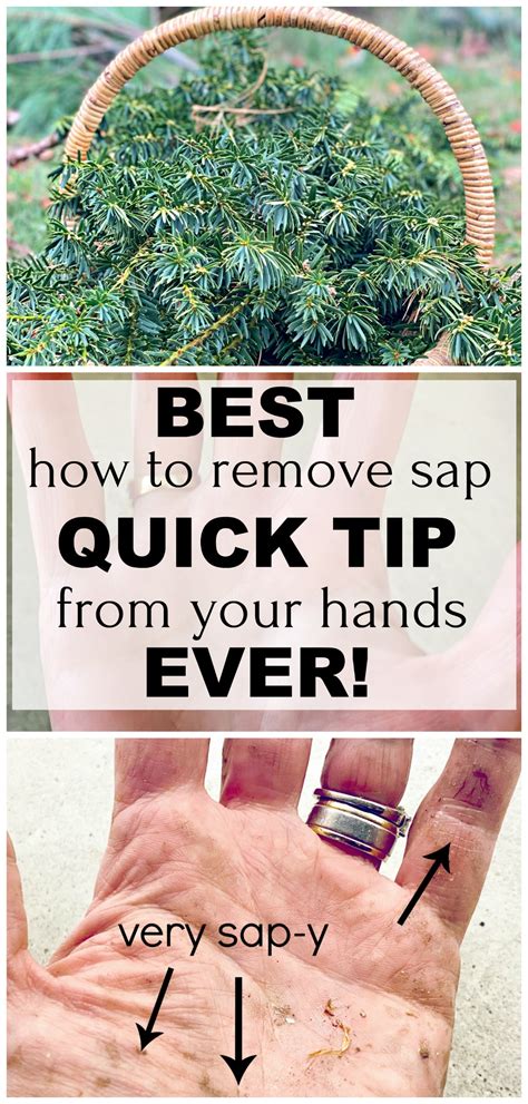 3 Ways to Get Tree Sap Off Your Hands wikiHow