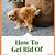 how to get urine smell out of dog fur
