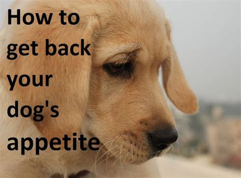 How To Increase Dog Appetite Palatability, Exercise & Tips