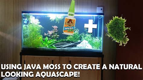 How to attach Java moss on driftwood YouTube
