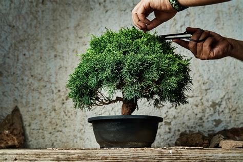 How to Grow Bonsai Trees Fast Hunker