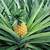 how to grow a pineapple