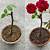 how to grow a rose bush from a stem