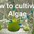 how to grow algae